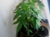 weed plant 3.jpg