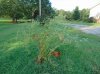 corkscrew willow before pruning.JPG