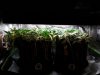 AK Auto Grow #1 - Day 28.jpg