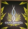 seedsherenow-exotic-genetix-20160819.jpeg