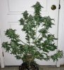 Plemon-Harvest-Day57-1.JPG