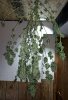 Plemon-Harvest-Chop-Day57-1.JPG