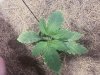 LAR84A6 leaf spots_2.jpg