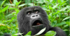 Gorilla_zoo.2e16d0ba.fill-1200x630-c0.png