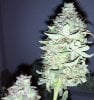 Fireballs-Day64-Harvest-2.JPG