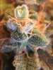 Day_75_trichs_03.JPG