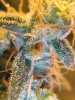 Day_75_trichs_04.JPG