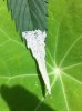 bug_eggs-on-leaf.jpg