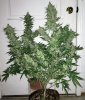 BlueRipper-Day66-Harvest-1.JPG