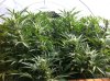 09.11_mystery-scrog.jpg