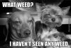 what-weed_o_4295267.jpg