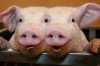 Siamese-Pigs-4fd6c74fcd769_hires.jpg