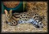 Web Cats-Savannah-Solomon-1.jpg