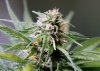 BRxHarlequin-CMH-COBs-Day34-1.JPG