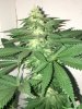 snowcap x h.x t. #4 bluberry pheno.JPG