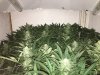 r.1. h.x.t.#4-r2. sxt#8, r3. sx 4 pheno 4r4. berries..JPG