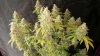 2016-10-03 Day 57F CL3 Harvest.jpg