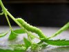 green-caterpillar-chewing-on-cannabis-leaves.jpg