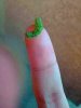 caterpillar-on-finger.jpg