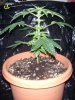 Day 54 - Day 12 of Flowering- C1 Side.JPG