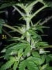 Day 54 - Day 12 of Flowering- S1 Side.JPG