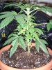 Day 54 - Day 12 of Flowering- S1 Side 1.JPG