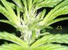 Day 54 - Day 12 of Flowering- S1 Top.jpg