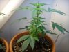 Day 56 - Day 14 of Flowering-c1.JPG