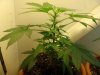 Day 56 - Day 14 of Flowering-s1.JPG