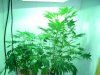 14 day flower 001.jpg