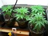 bugscreen-albums-first-grow-picture41015-kish-formaly-shiskaberry-cash-crop.jpg