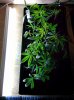 How_to_make_marijuana_seeds_Led_growlight_budmaster (1).jpg