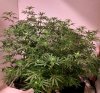 Shining Silver Haze pic1 -10-11-2016.jpg