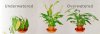 underwatering-overwatering-plants.jpg