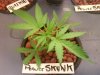 power skunk 2 weeks.jpg