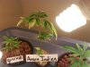 aurora indica clone and querke.jpg