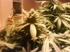 AI bud 6 weeks flowering.jpg