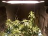 Week three of flowering 006.jpg