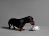 can-dogs-drink-coffee.jpg