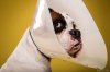 cone-dog-second.jpg