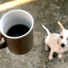 dog-with-coffee-32e9n4njif4em7bgtfupl6.jpg