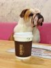 dog with coffee.JPG