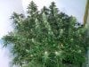 Shining Silver Haze pic2 -11-5-2016.jpg