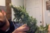 Jack Herer 10:20:16.jpg