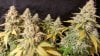 2016-10-06 Day 60F CL1 Harvest.jpg