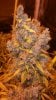 day 186 flip 86 pf bud pic 2 .jpg