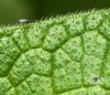 Comfrey flower.jpg