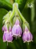 Comfrey flower3.jpg