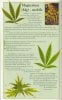 magnesium-info-marijuana.jpg