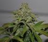 BRxBD-P1-Day60-COBs-Harvest-3.JPG